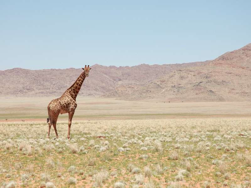 Africa Travel | African Tours: Safari, Egypt, Morocco Trips